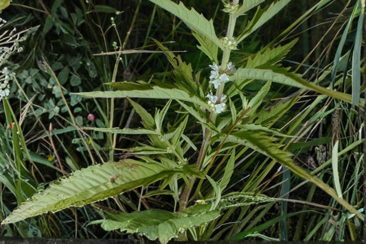 American Bugleweed Seeds – Lycopus americanus, Wetland Perennial Wildflower, Moist Soil, Pollinator Support