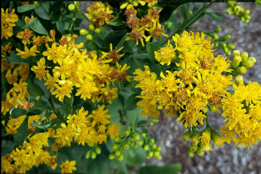 Stiff Goldenrod Seeds – Solidago rigida – Perennial Wildflower with Bright Yellow Flat-Topped Clusters
