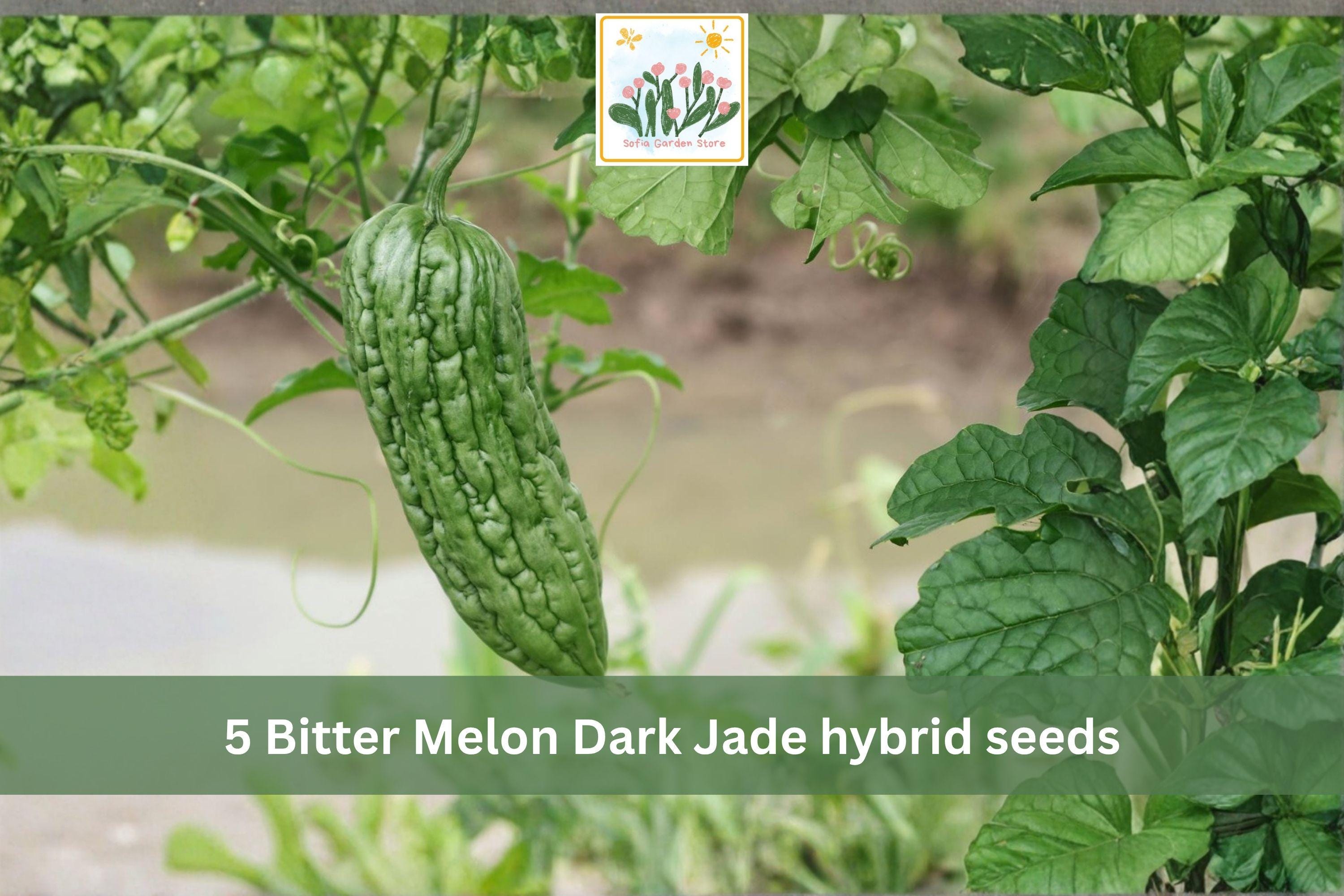 Bitter Melon Seeds Dark Jade Hybrid – Asian Gourd Vegetable Seeds for Trellis & Garden Growth – Momordica charantia
