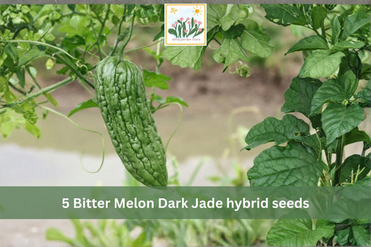 Bitter Melon Seeds Dark Jade Hybrid – Asian Gourd Vegetable Seeds for Trellis & Garden Growth – Momordica charantia