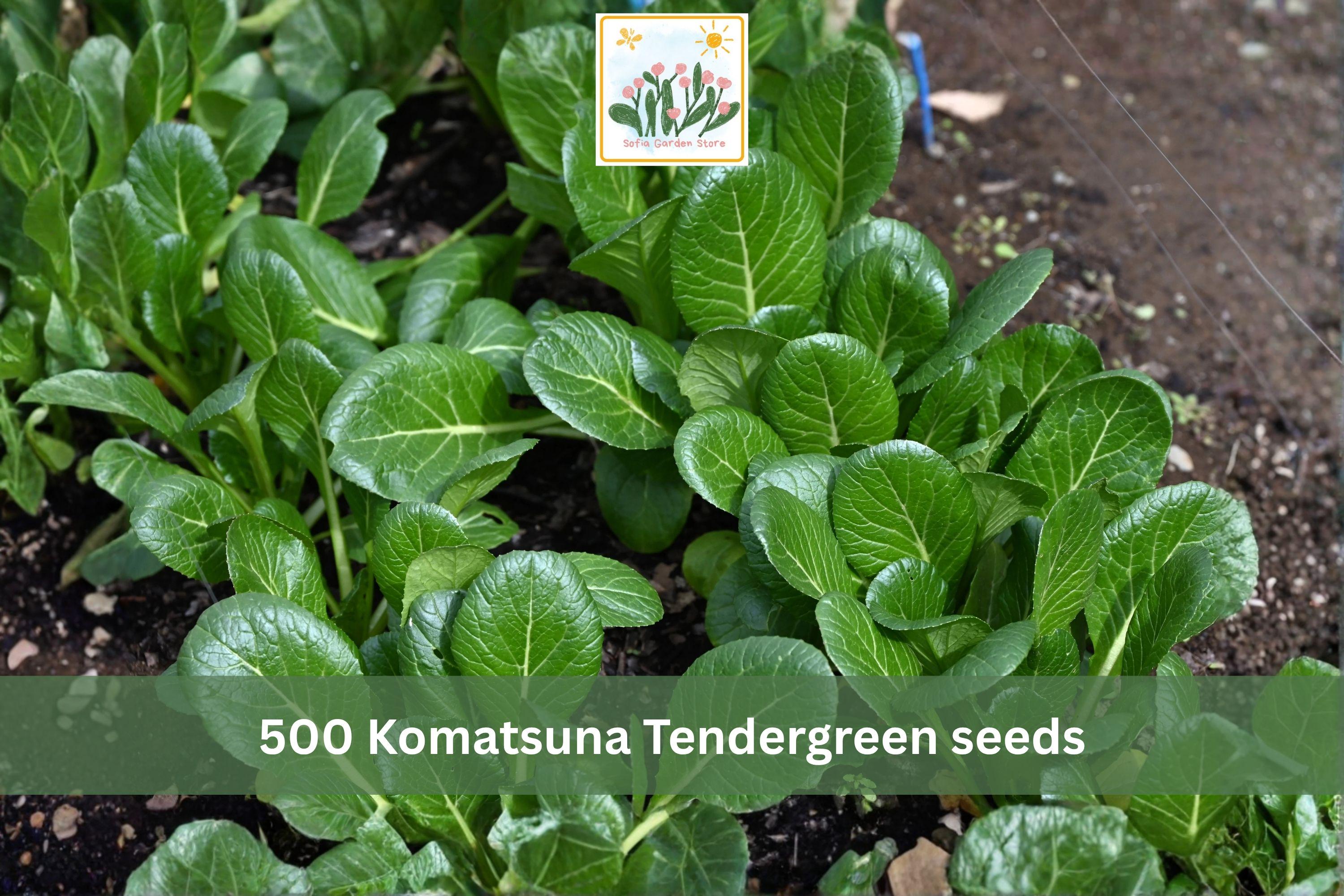 Komatsuna Tendergreen Mustard Spinach Seeds – 500 Seeds, Asian Leafy Vegetable, Brassica rapa var. perviridis, Fast-Growing, Cool-Season Greens