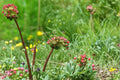 Small Burnet Seeds – Sanguisorba minor Perennial Herb with Green to Reddish Blooms, Drought Tolerant, Herb Garden, Natural Landscape
