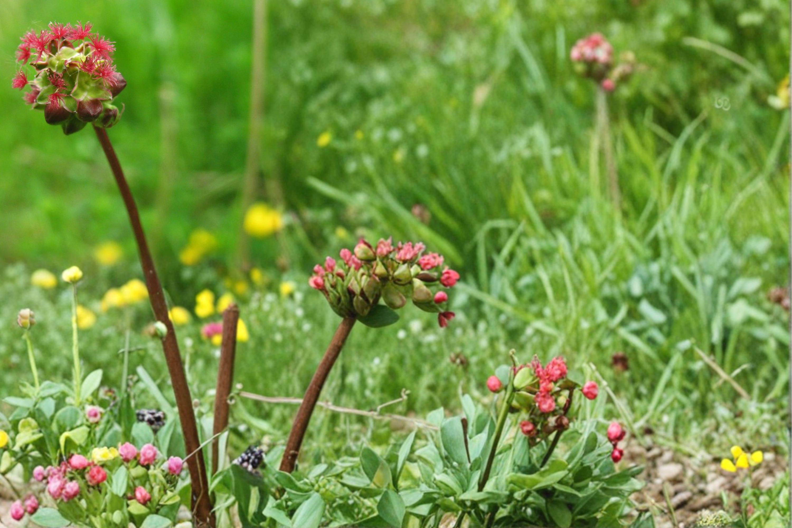 Small Burnet Seeds – Sanguisorba minor Perennial Herb with Green to Reddish Blooms, Drought Tolerant, Herb Garden, Natural Landscape