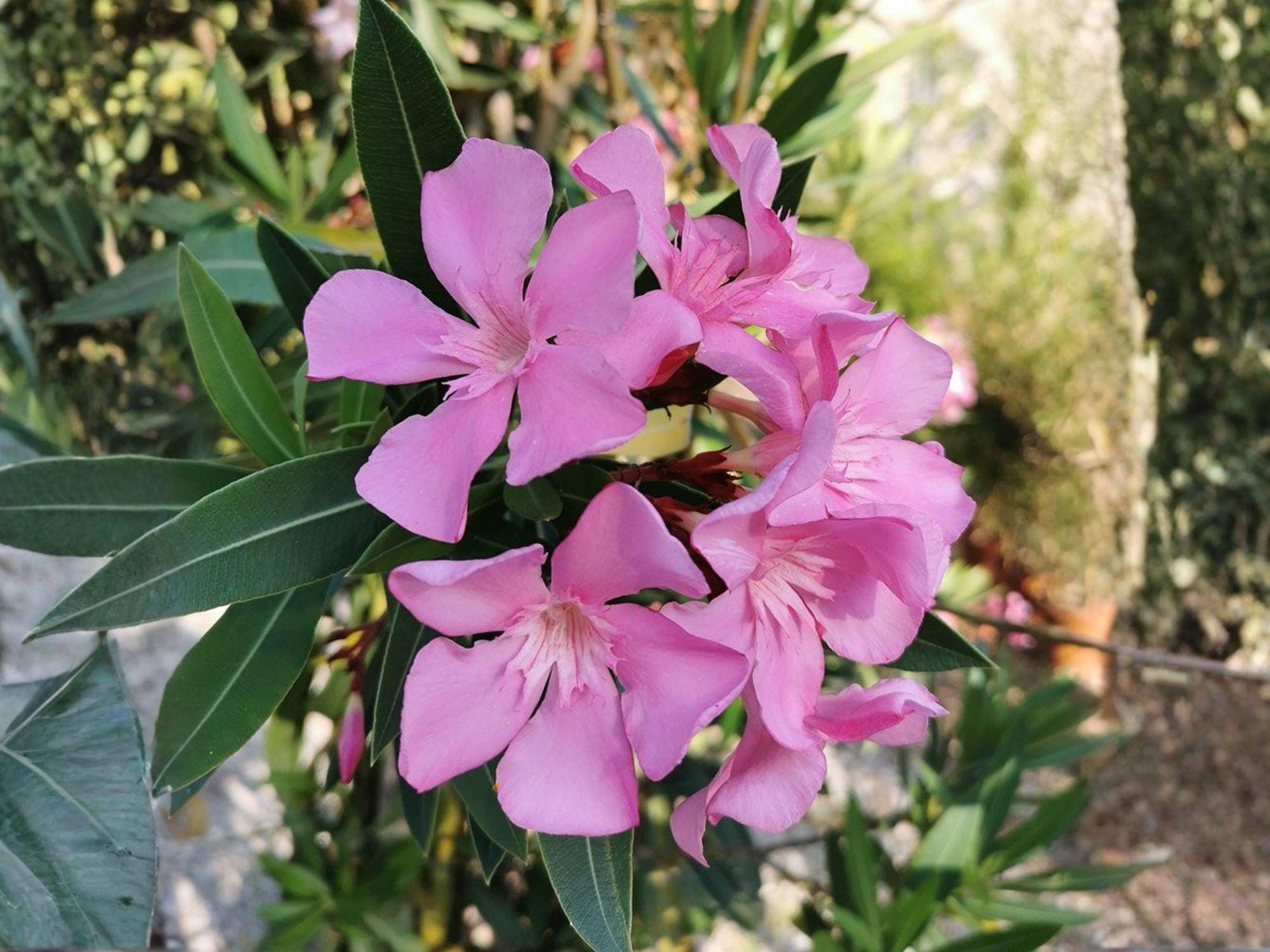 Twogroove Milkvetch Seeds (15) | Native Astragalus bisulcatus Wildflower for Drought-Tolerant Gardens & Restoration