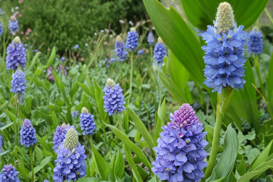 Pickerel Weed Seeds – Pontederia cordata Aquatic Perennial with Violet-Blue Flowers and Heart-Shaped Leaves