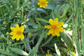 Yellowray Goldfields Wildflower Seeds – Lasthenia glabrata, Bright Yellow Daisy-Like Blooms, Annual Native Plant for Meadows & Gardens