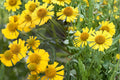 Autumn Sneezeweed Seeds – Helenium autumnale Perennial Wildflower with Bright Yellow Daisy-Like Blooms, Pollinator Plant, Full Sun