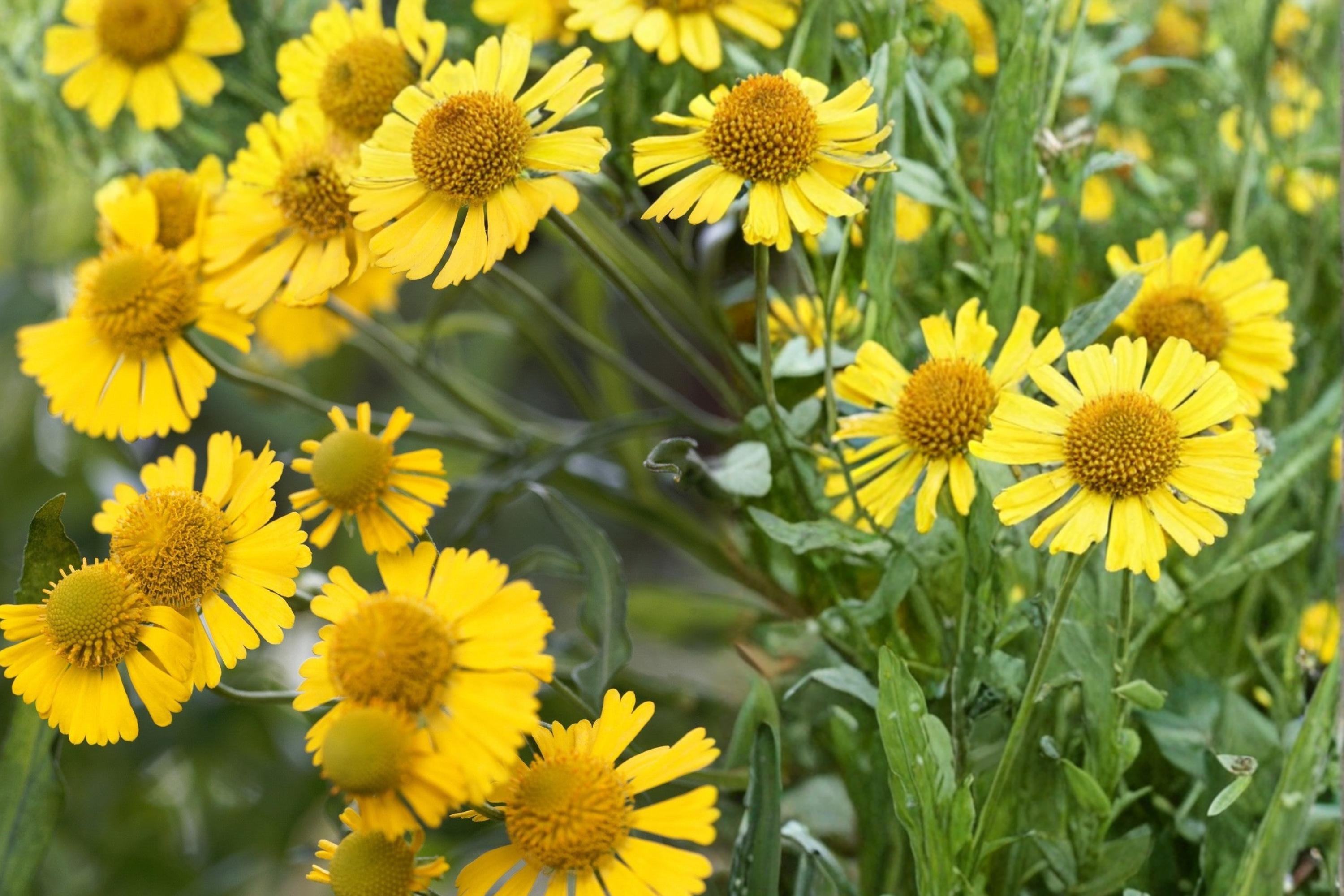 Autumn Sneezeweed Seeds – Helenium autumnale Perennial Wildflower with Bright Yellow Daisy-Like Blooms, Pollinator Plant, Full Sun