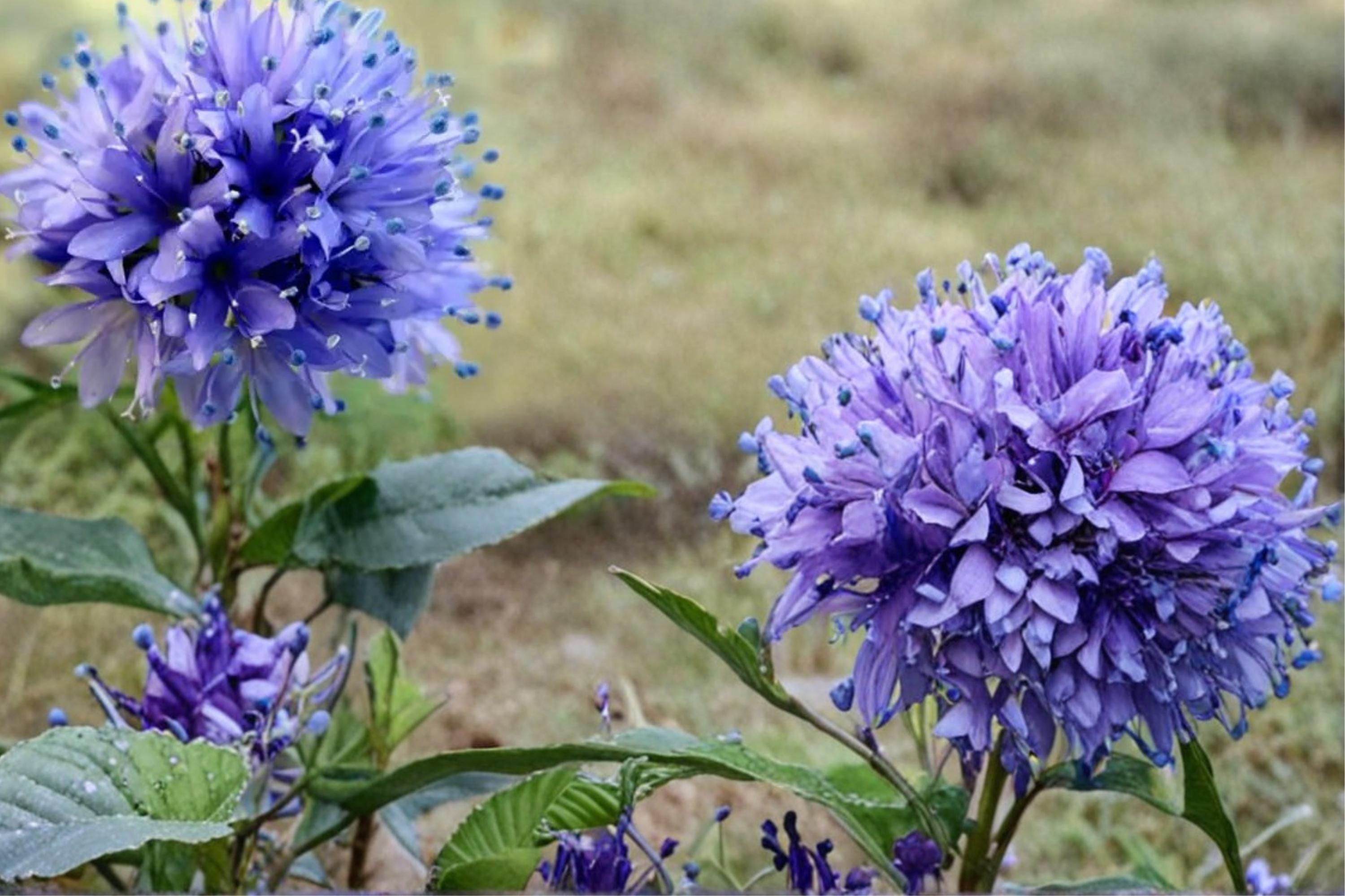 Globe Gilia Seeds – Gilia capitata Wildflower, Blue Lavender Blooms, Annual Meadow Plant, Pollinator-Friendly Garden Seed