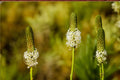White Prairie Clover Seeds – Dalea candida, Perennial Wildflower, Drought Tolerant, Native Prairie Plant, White Flower Seeds