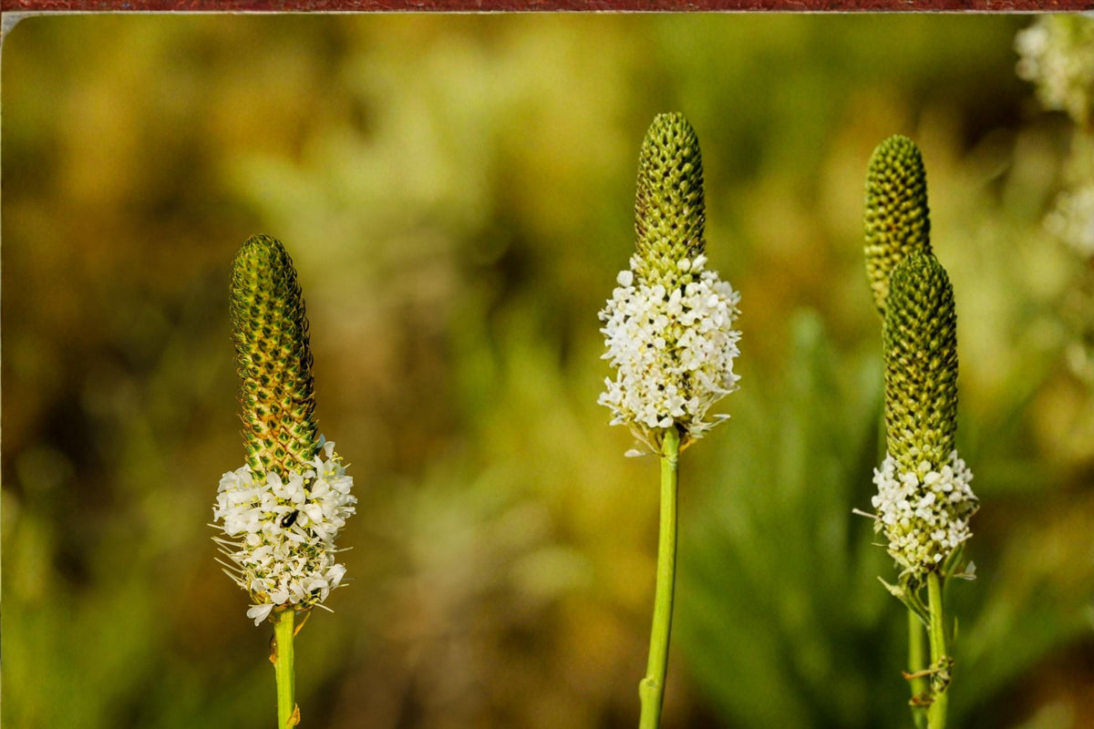 White Prairie Clover Seeds – Dalea candida, Perennial Wildflower, Drought Tolerant, Native Prairie Plant, White Flower Seeds