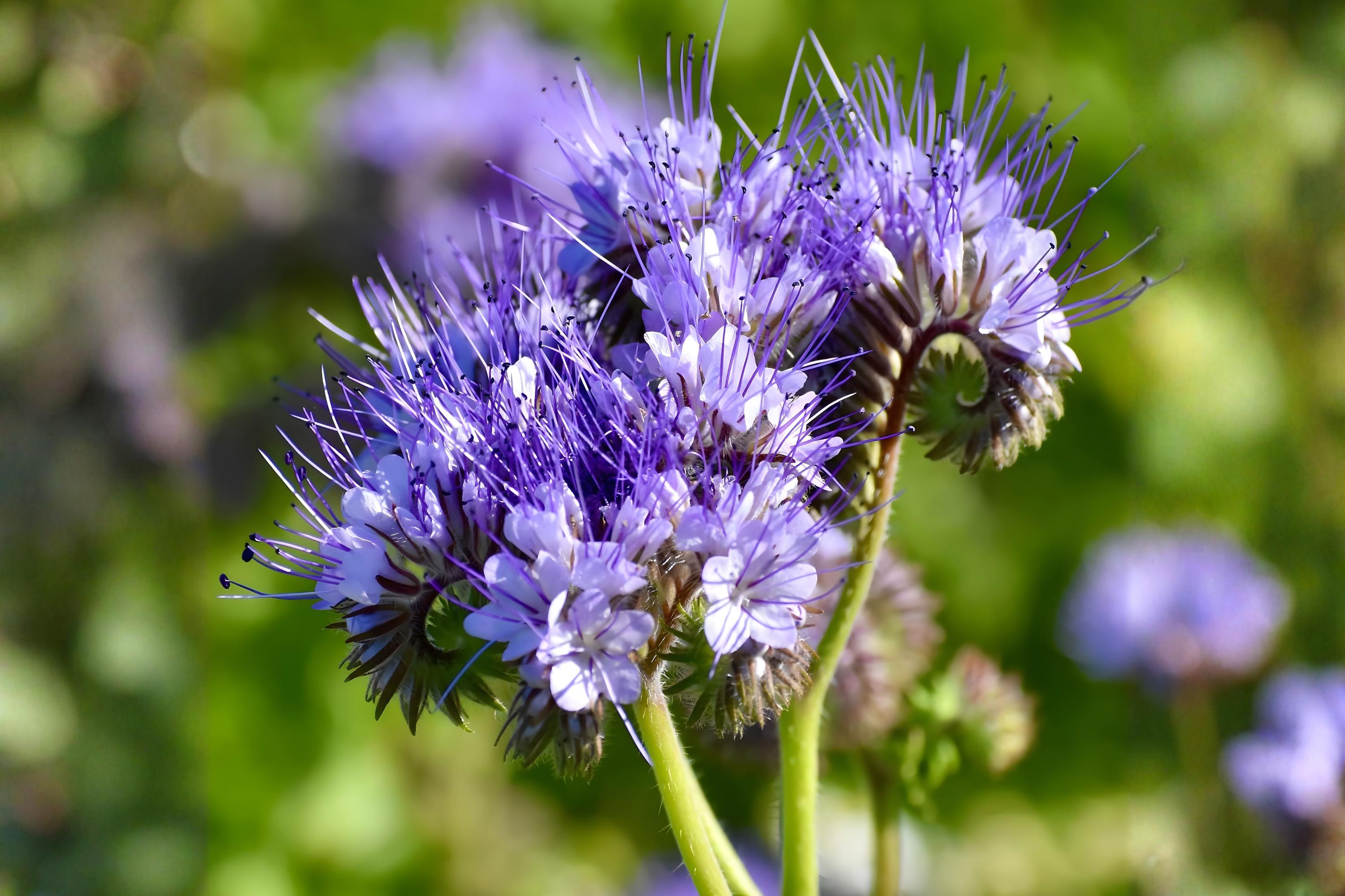 Illinois Bundleflower Seeds – Native Prairie Wildflower, Desmanthus illinoensis, Drought Tolerant, Pollinator-Friendly, Soil-Enhancing