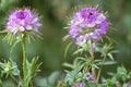 Rocky Mountain Bee Plant Seeds – Cleome serrulata Wildflower for Pollinators, Drought Tolerant, Prairie & Garden Plant
