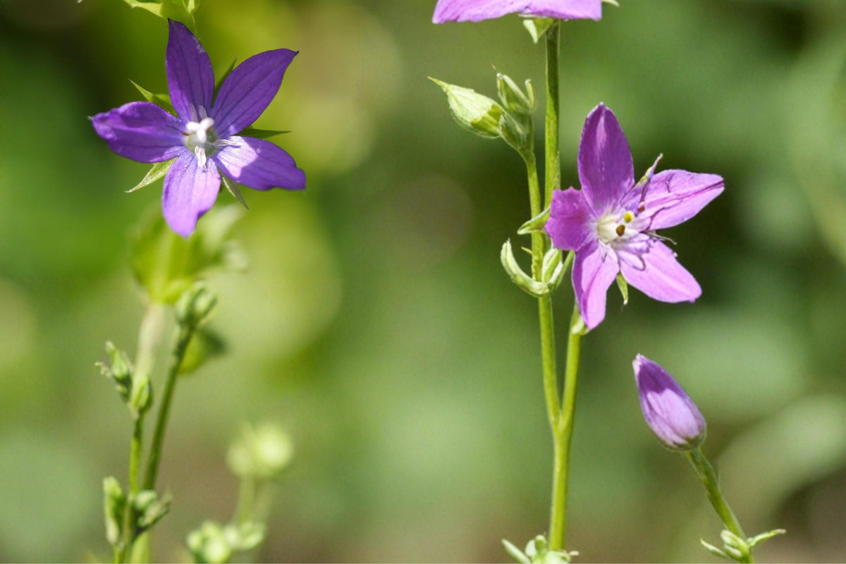 Venus Looking Glass Seeds – Triodanis perfoliata Wildflower, Violet-Blue Flowers, Clasping Leaves, Annual Garden & Landscape Plant