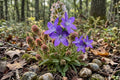 Rocky Mountain Penstemon Seeds | Penstemon strictus Native Perennial for Xeriscaping & Pollinator Gardens
