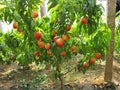 Bauhinia purpurea Seeds | Purple Orchid Tree Butterfly Tree Ornamental Flowering Plant | Tropical Landscape Tree Seeds