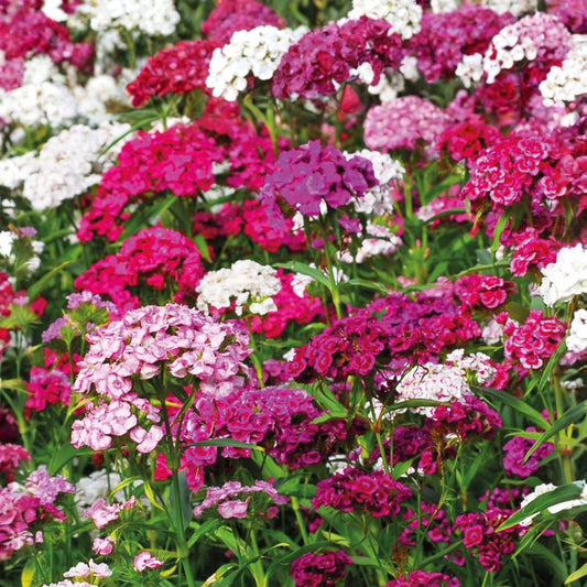 Teucrium canadense Seeds – American Germander, Wood Sage, Wild Basil, Perennial Herb, Pink to Lavender Flowers, Native North American Plant