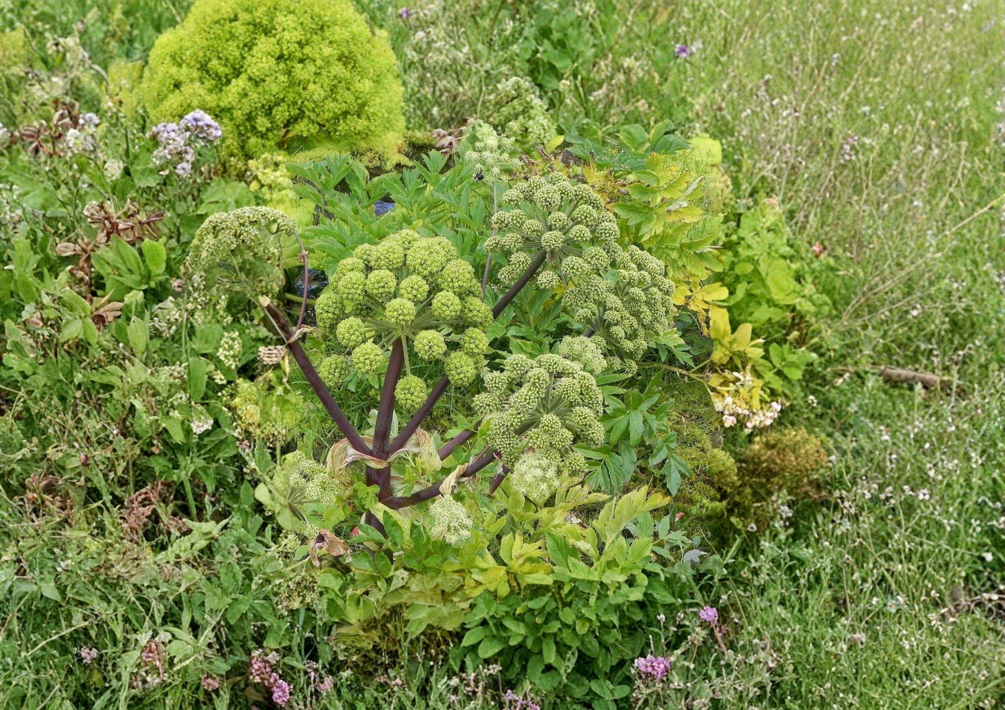 Angelica Holy Ghost Seeds - Heirloom Non-GMO Biennial Herb for Culinary, Medicinal & Ornamental Gardens, Angelica archangelica, 30 Seeds