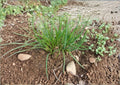 Chives Seeds 250 Allium schoenoprasum Non-GMO Culinary Herb for Garden, Perennial Green Onion, Kitchen Herb Planting