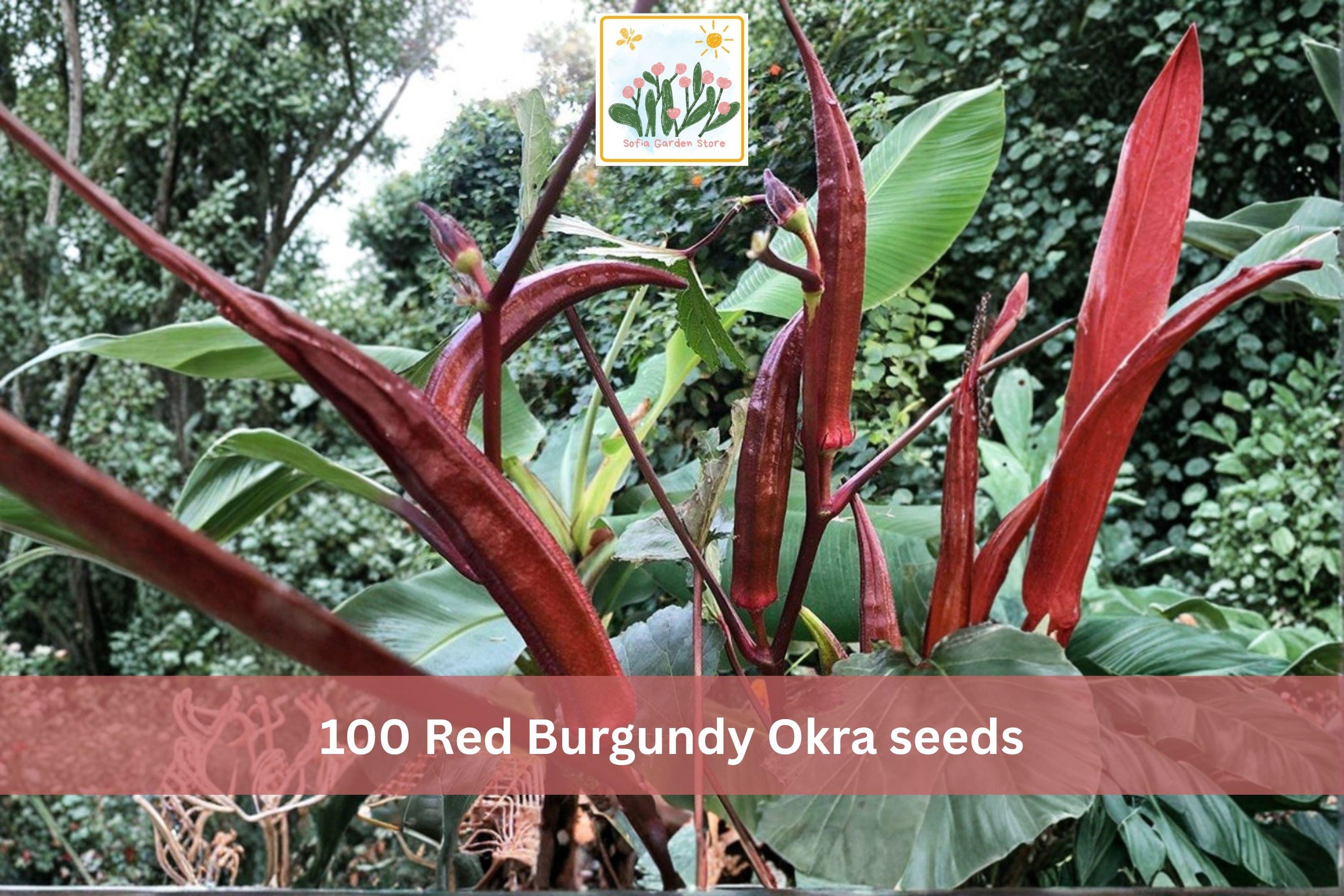 Red Burgundy Okra Seeds – Heirloom Red Pod Vegetable, Abelmoschus esculentus, for Garden Beds & Containers