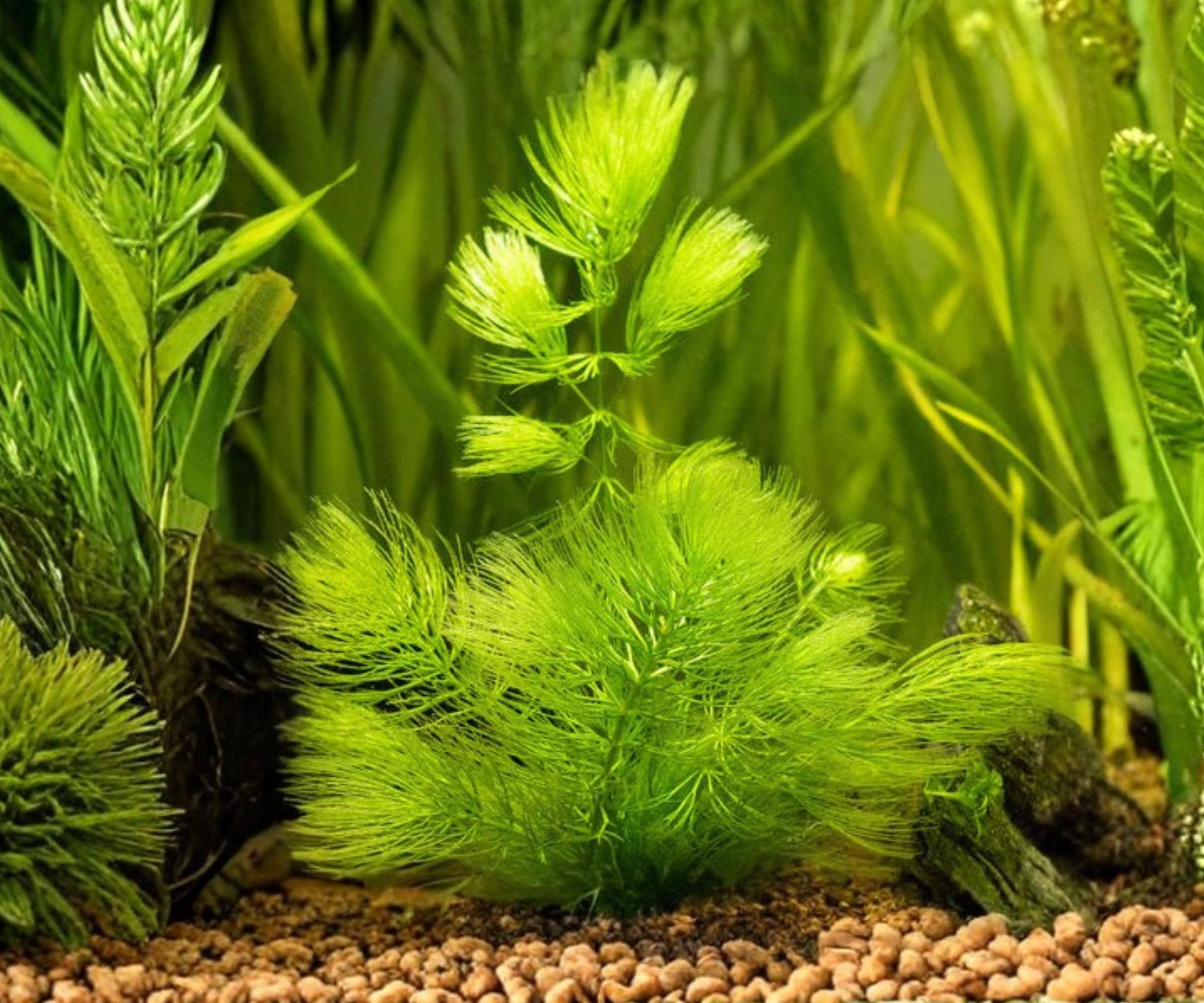 Live Hornwort Aquarium Plant – Ceratophyllum demersum for Fish Tanks & Ponds – Floating & Anchored Oxygenating Aquatic Plant