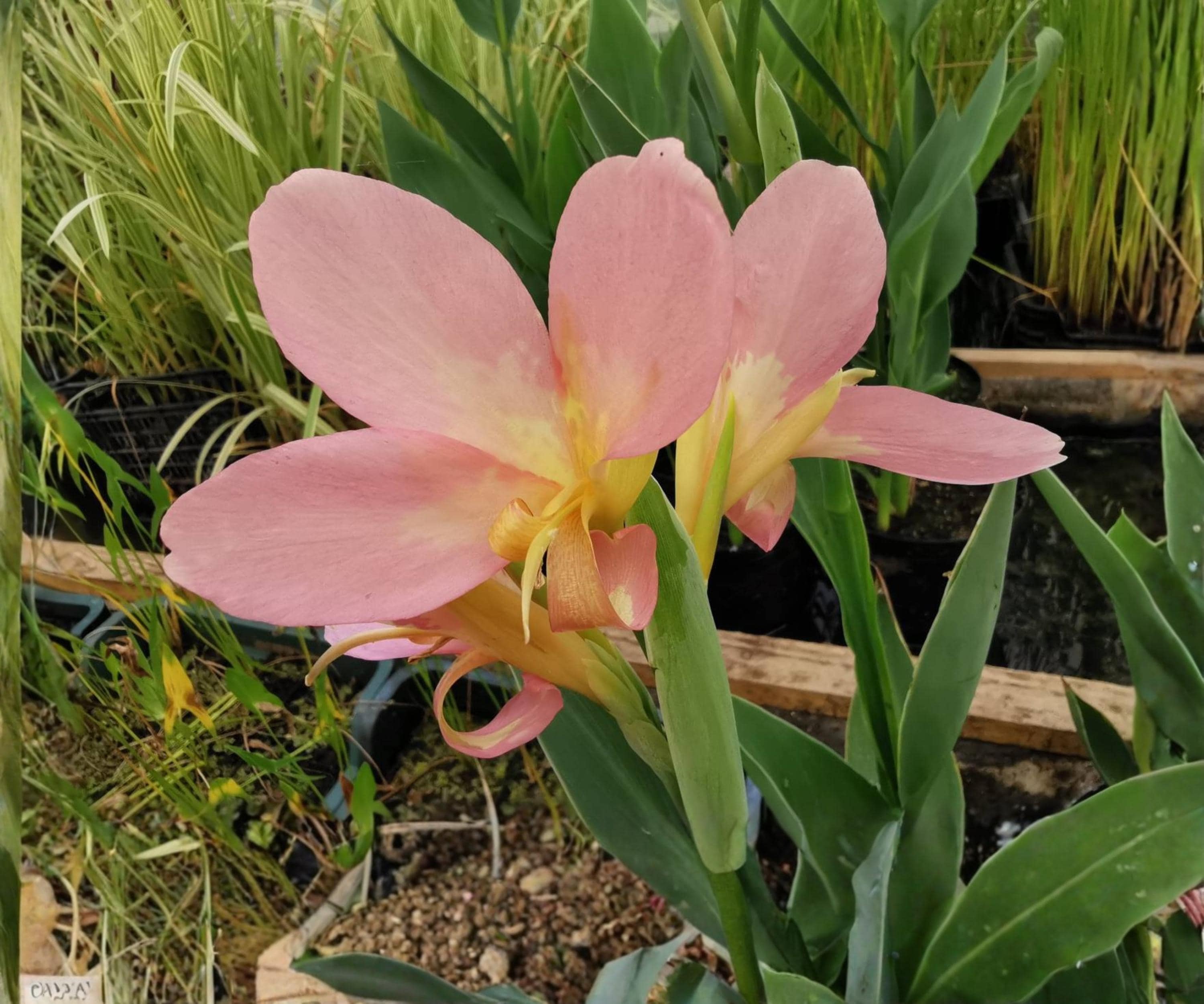 Peach Delight Canna Live Pond Plant – Tropical Aquatic Marginal Flower Garden Bog Variety – Canna ‘Peach Delight’