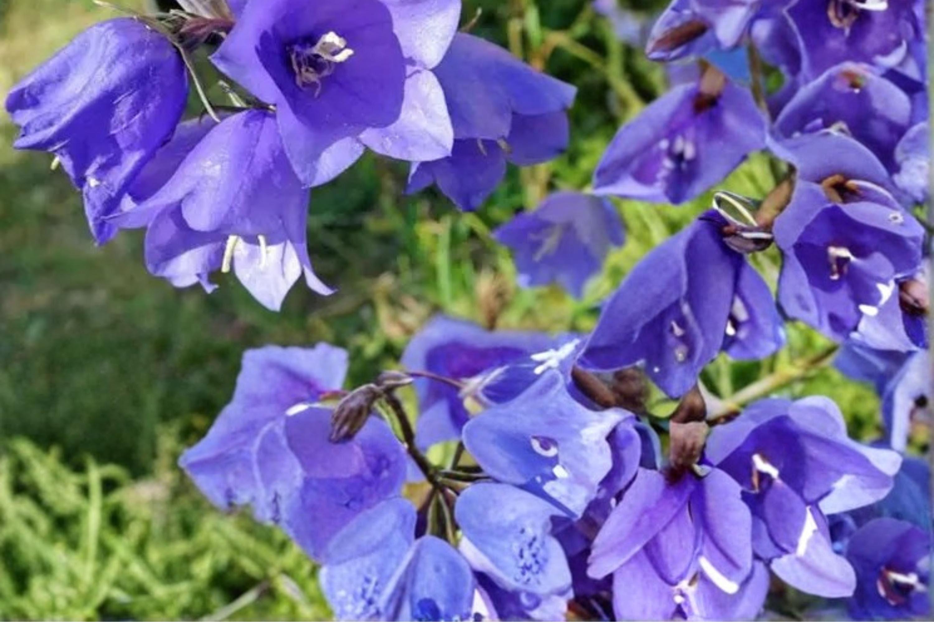 Tussock Bellflower Seeds – Campanula carpatica – Perennial Blue, Purple & White Flowers for Borders & Rock Gardens
