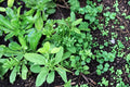Vietnamese Culantro Seeds, Eryngium foetidum, Culinary Herb, Tropical Perennial, 100 Seeds