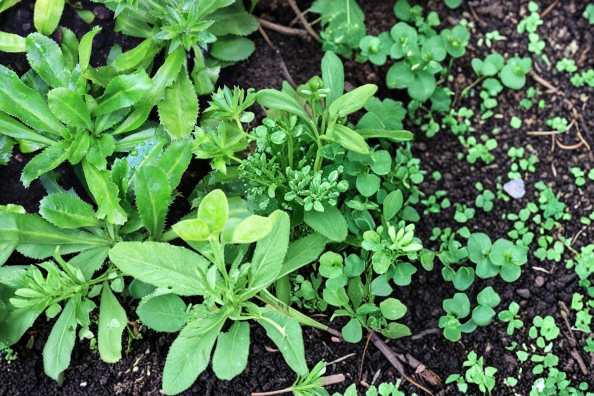 Vietnamese Culantro Seeds, Eryngium foetidum, Culinary Herb, Tropical Perennial, 100 Seeds