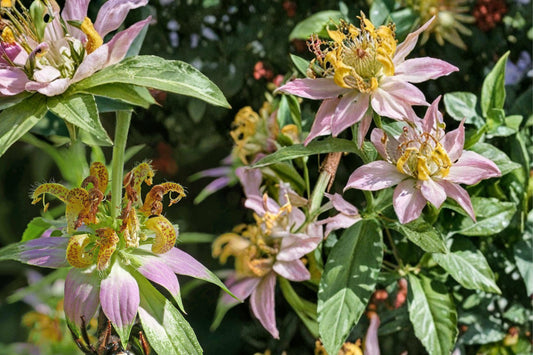 Spotted Bee Balm Seeds – Monarda punctata – Yellow Flowers with Purple Spots – Pollinator & Herb Garden Plant – 100 Seeds