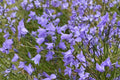 Harebells Seeds 100 Pack – Campanula rotundifolia Blue Wildflower Perennial for Rock Gardens & Borders