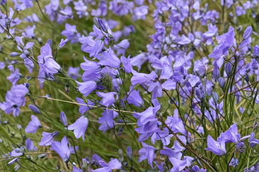Harebells Seeds 100 Pack – Campanula rotundifolia Blue Wildflower Perennial for Rock Gardens & Borders