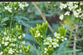 Black Mint Seeds – Tagetes minuta Herb, Aromatic Culinary Plant, Yellow Flowers, South American Herb, Herb Garden Seed