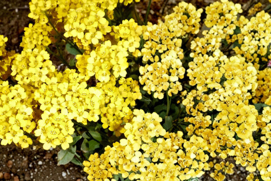Basket of Gold Seeds – Alyssum saxatile, Low-Growing Perennial, Bright Yellow Flowers, Rock Garden & Border Groundcover
