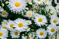 Creeping Daisy Seeds – Chrysanthemum paludosum – White Daisy Flowers, Groundcover, Border Plant, Annual Flower Seed