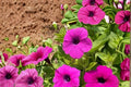 Wild Petunia Seeds – 100 Seeds, Petunia violacea, Purple Funnel-Shaped Flowers, Groundcover, Border, Container Plant