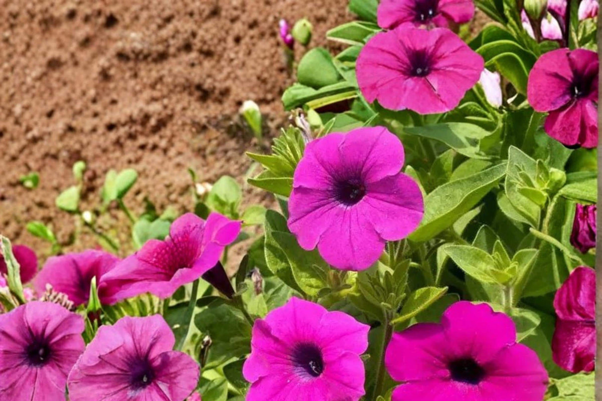 Wild Petunia Seeds – 100 Seeds, Petunia violacea, Purple Funnel-Shaped Flowers, Groundcover, Border, Container Plant