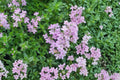Creeping Thyme Seeds 100 Pack – Thymus serpyllum Groundcover Herb with Purple Pink Flowers for Rock Gardens and Pathways