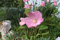 Swamp Rose Mallow Seeds – Hibiscus moscheutos – Native Perennial with Large Pink, Red, White Flowers for Wetlands & Moist Gardens