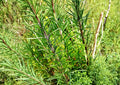 50+ Rosemary Seeds, Culinary Perennial Herb, Aromatic Evergreen, Non-GMO, Heirloom, Garden, Container, Kitchen, Rosmarinus officinalis