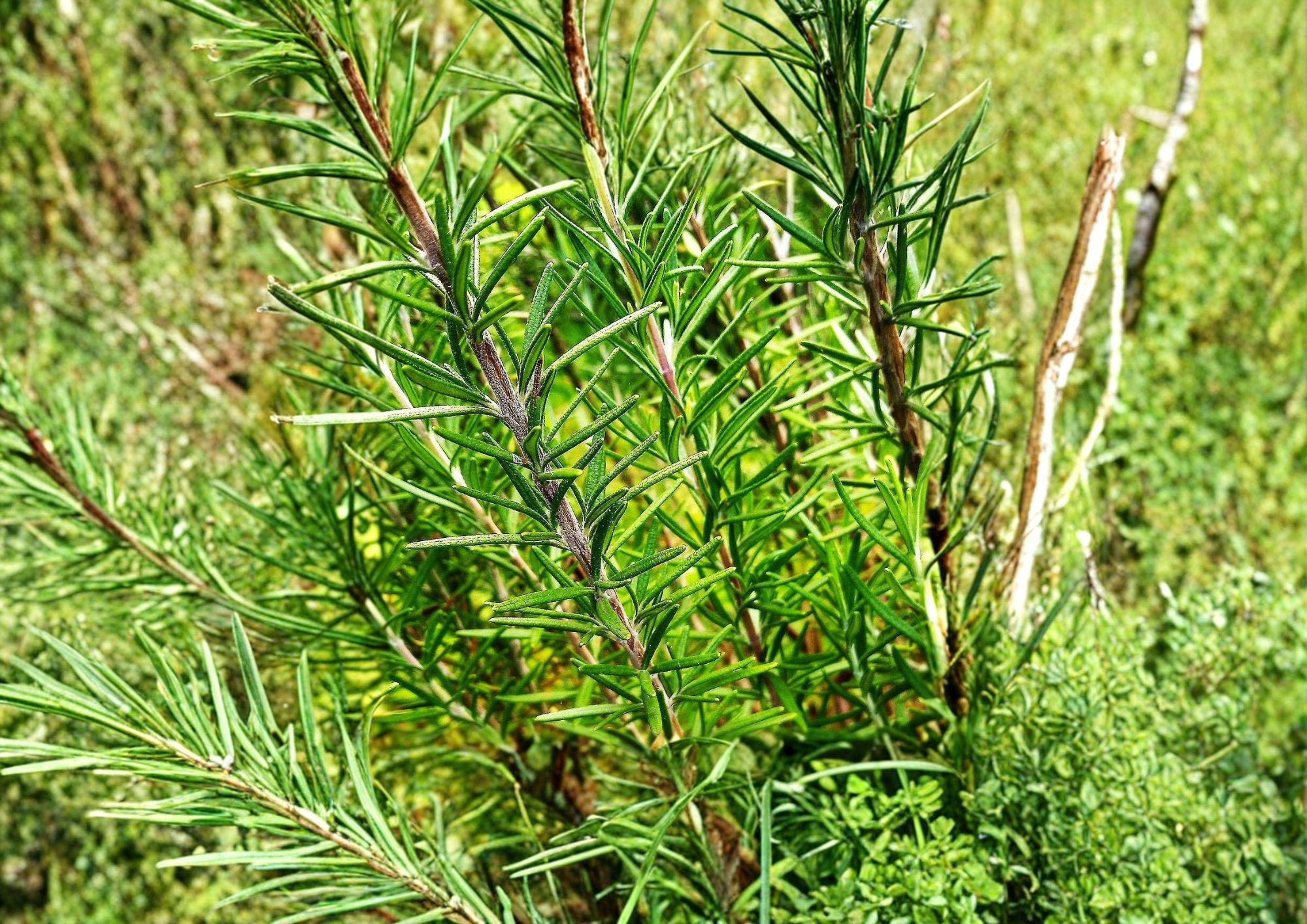 50+ Rosemary Seeds, Culinary Perennial Herb, Aromatic Evergreen, Non-GMO, Heirloom, Garden, Container, Kitchen, Rosmarinus officinalis