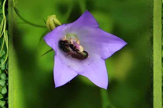 Blue Wild Indigo Seeds (15) | Baptisia australis Native Perennial for Gardens & Prairies