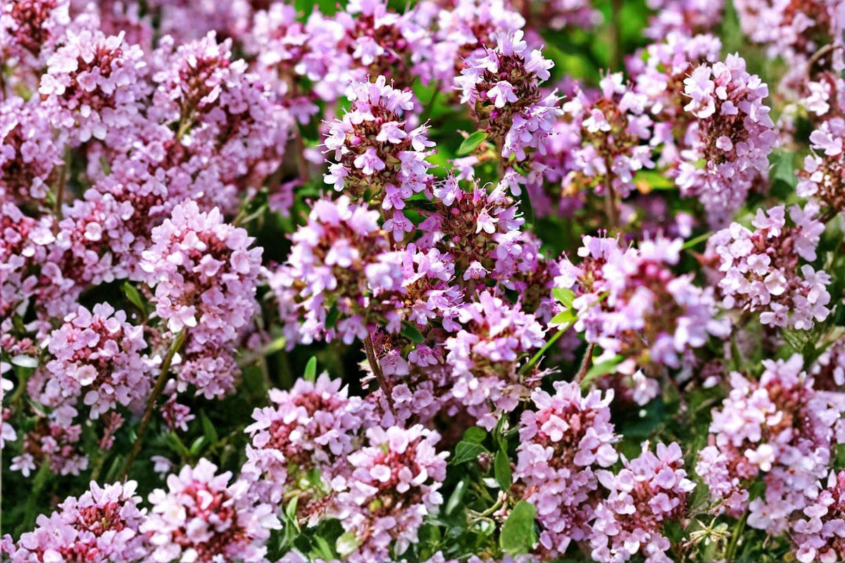Wild Thyme Seeds – Thymus pulegioides, Aromatic Perennial Herb, Pink to Purple Flowers, Groundcover, Drought Tolerant