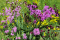 New York Ironweed Seeds – Vernonia noveboracensis – Purple Wildflower, Native Perennial for Wetlands & Meadows
