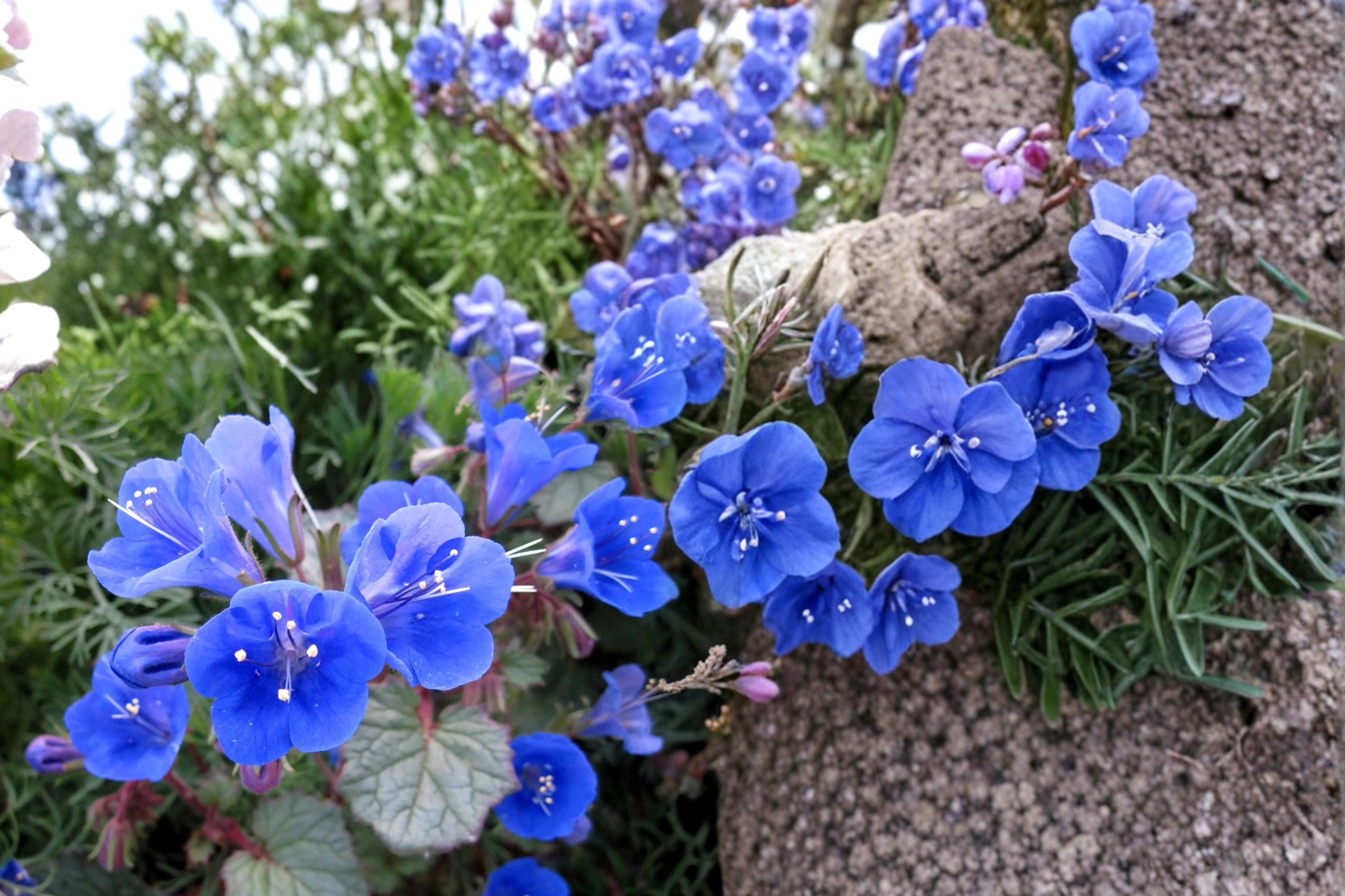 California Bluebells Seeds – Phacelia campanularia, Deep Blue Bell-Shaped Wildflower for Dry Gardens