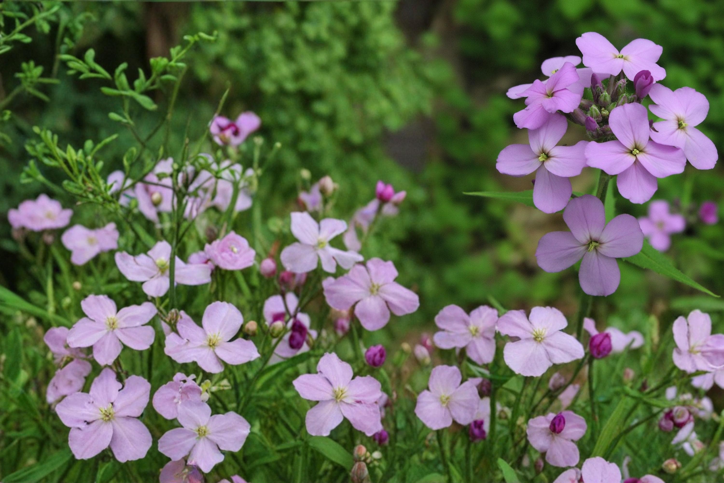 Dame’s Rocket Seeds 100 Pack – Hesperis matronalis – Fragrant Purple, Pink & White Flowers – Biennial Herbaceous Plant