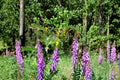Hairy Vetch Seeds – Vicia villosa, Purple Flowering Annual Legume, Cover Crop & Soil Improvement Seed, 100 Seeds