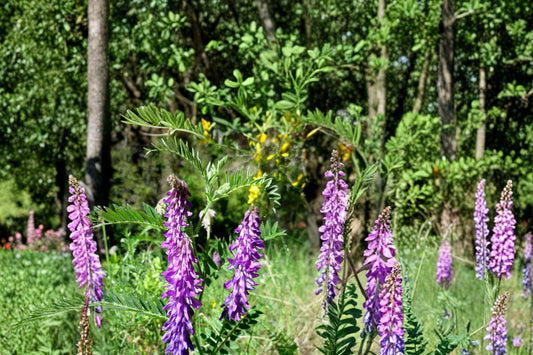 Hairy Vetch Seeds – Vicia villosa, Purple Flowering Annual Legume, Cover Crop & Soil Improvement Seed, 100 Seeds