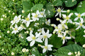 Virgin's Bower Seeds – Clematis virginiana Climbing Vine with White Fragrant Flowers, 50 Seeds