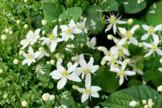 Virgin's Bower Seeds – Clematis virginiana Climbing Vine with White Fragrant Flowers, 50 Seeds
